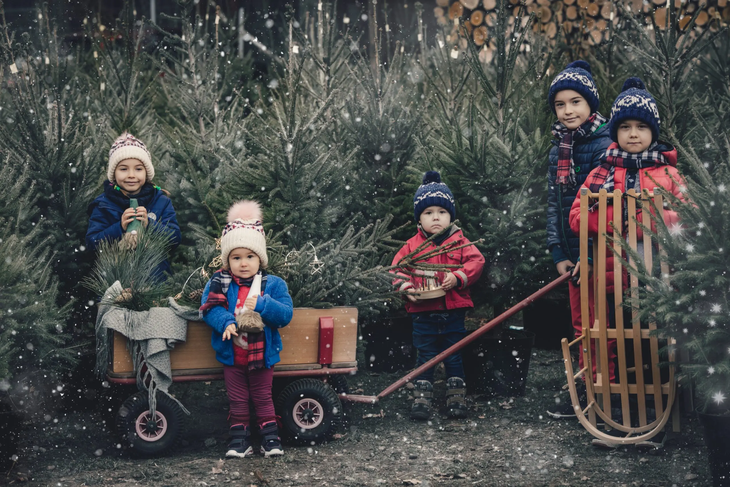 Choinki na Święta Bożego Narodzenia